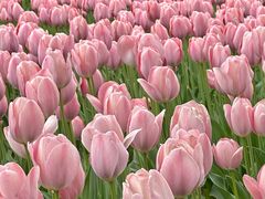 -洛阳郁金香牡丹园