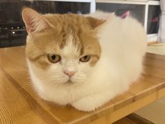 -猫色咖啡·猫咖