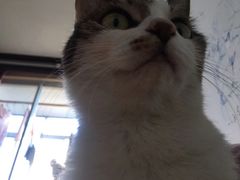 -艾吉宠物医院·疑难杂症转诊中心·猫友好(碧江路院)