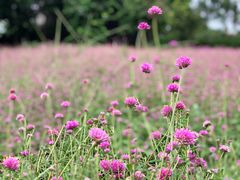-松山湖梦幻百花洲