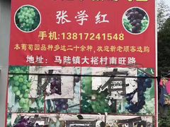 -马陆小张葡萄园农家乐