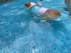 -汪说喵讲宠物乐园宠物酒店(红星美凯龙店)