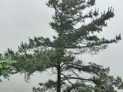 -武陵山森林公园