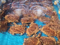 面包蟹-海蓝海鲜馆(五四北店)