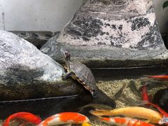 水产区-大家食府·福建菜(FAC协盛中心庭院餐厅店)