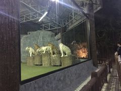 -清迈夜间动物园