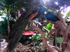 -正佳雨林生态植物园