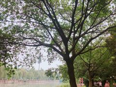 -成都市活水公园