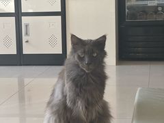-平行世界·猫咖(首经贸店)