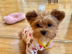 -翊宠yipet猫狗购宠庄园犬舍•猫舍