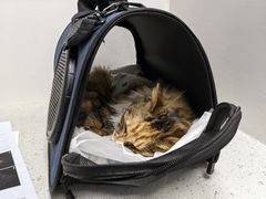 -纳吉亚猫专科动物诊疗中心(蒋宅口分院)