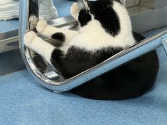 -万博宠物医院·手术·诊疗(未央凤城五路店)