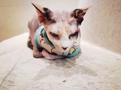 -藏猫猫咖啡主题馆(中央大道店)