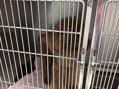 -瑞派康怡24h宠物医院·犬猫医疗中心·微创绝育(瑞景分院)