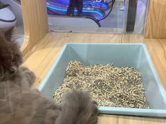 -屋虎猫馆(宝安大仟里店)