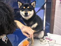 -FAELING PETS美天灵宠物(富力广场店)