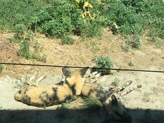 -新疆天山野生动物园