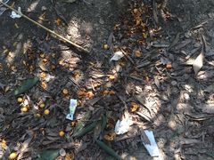 -塘栖枇杷特色园区