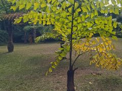 -中国科学院西双版纳热带植物园