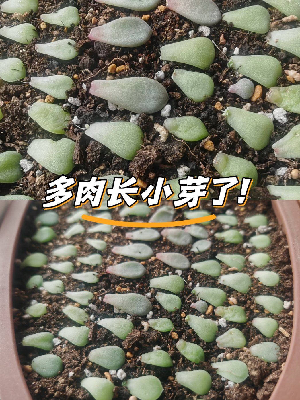 多肉长小芽了!