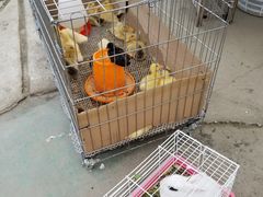 -小鱼草莓采摘园农家乐·小鱼餐厅