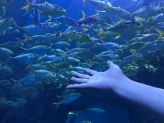 -芜湖新华联大白鲸海洋公园