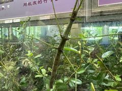 -上海昆虫博物馆