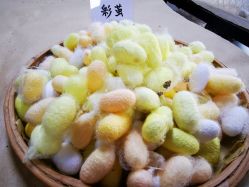 -太湖雪蚕桑文化园