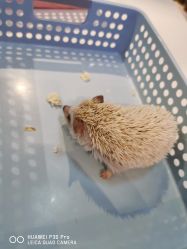 -Moni星球萌宠·小马宝莉·灵蛇·高端高阶全萌宠互动体验俱乐部(红豆国际广场店)