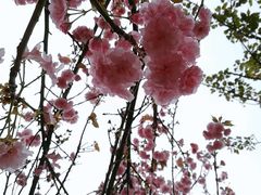-天适樱花悠乐园