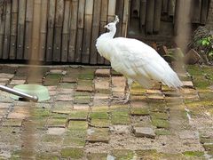 -深圳野生动物园