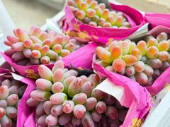 -马陆小张葡萄园农家乐