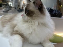 -COLOR PETS 撸猫馆·购猫·猫咖(长风大悦城店)