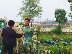 -荷兰花海