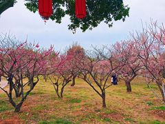 -无锡梅园公园