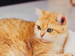 -Heymao猫咖.咖啡厅(东门店)