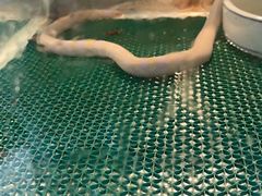 -上海大自然野生昆虫馆