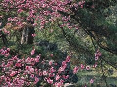 -杭州植物园