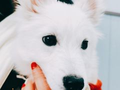 -纳吉亚猫专科动物诊疗中心(蒋宅口分院)