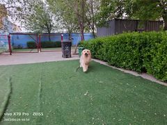 -宠物寄养训练学校