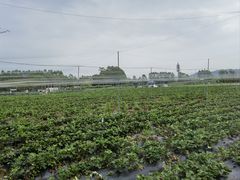 -光明小镇欢乐田园