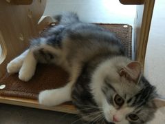-飞行喵MR PILOT|猫舍·猫咖(静安大融城店)
