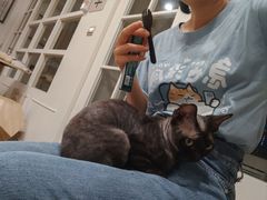 -楼上猫咖(罗湖店)