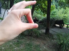 -都江堰中华大熊猫苑