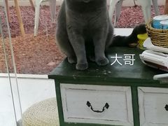 -MZ猫咖