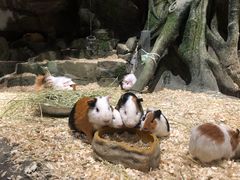 -zoonana室内动物园(东方福来德店)
