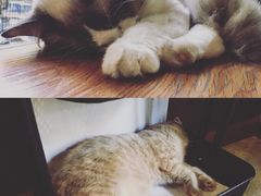 猫猫-咖法森林·咖啡  酒吧(天河店)