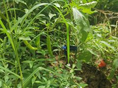 -南汇老顾农家乐采摘大团水蜜桃采摘店