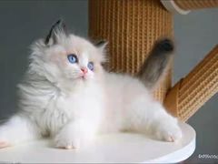 -客栈猫舍(中央北路店)