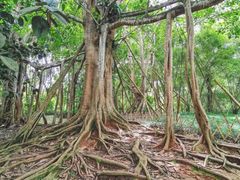 -中国科学院西双版纳热带植物园